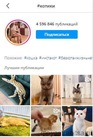 пример топ хэштега в инстаграм к фото котиков